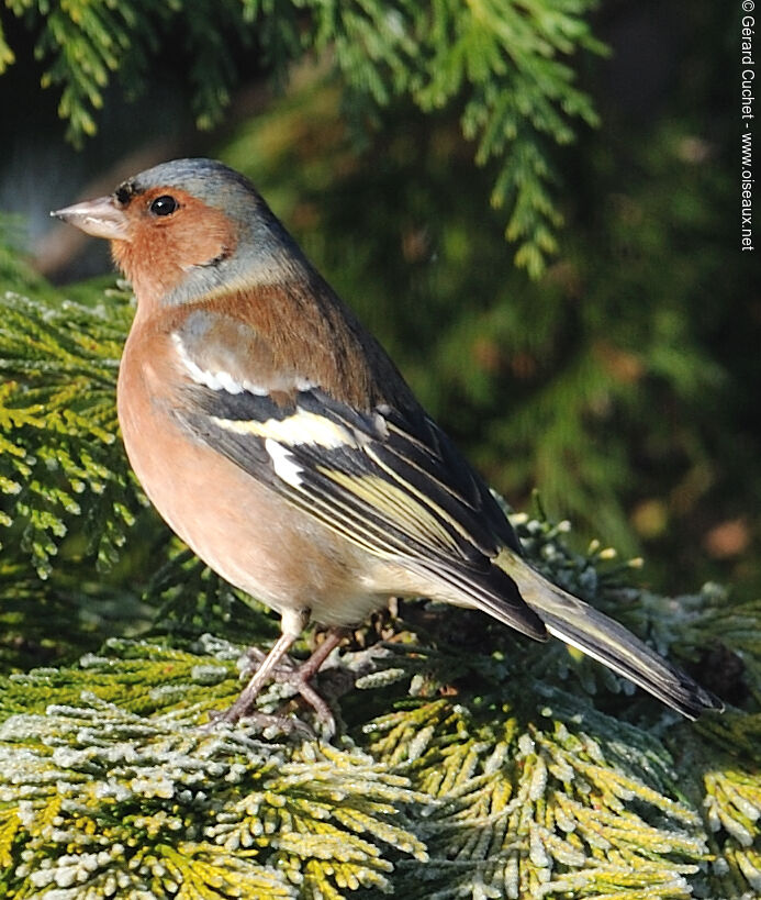 Eurasian Chaffinch