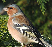 Eurasian Chaffinch