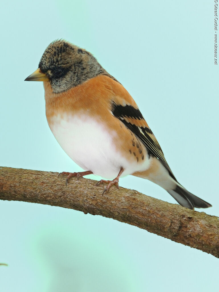 Brambling