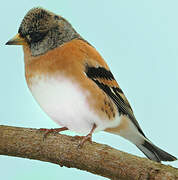 Brambling