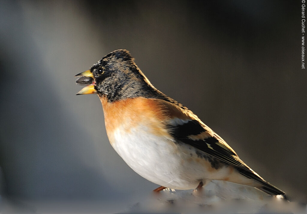 Brambling