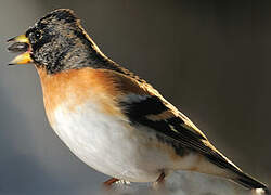 Brambling