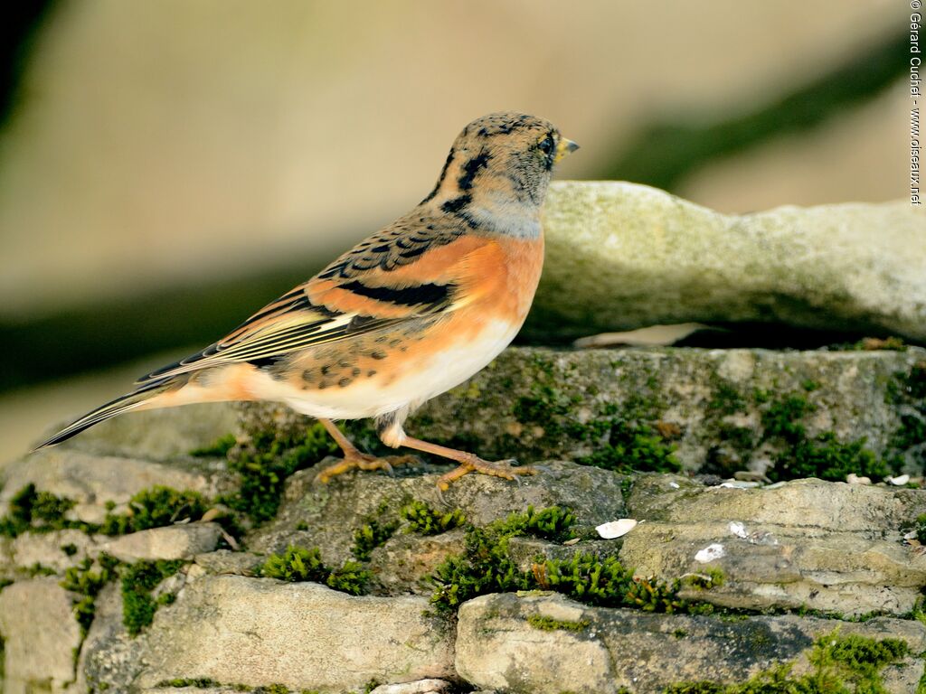 Brambling