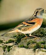 Brambling