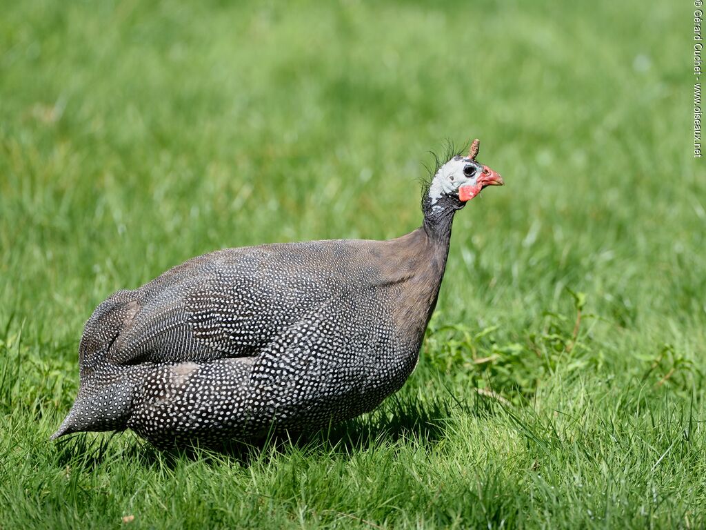 Helmeted Guineafowl