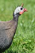 Helmeted Guineafowl