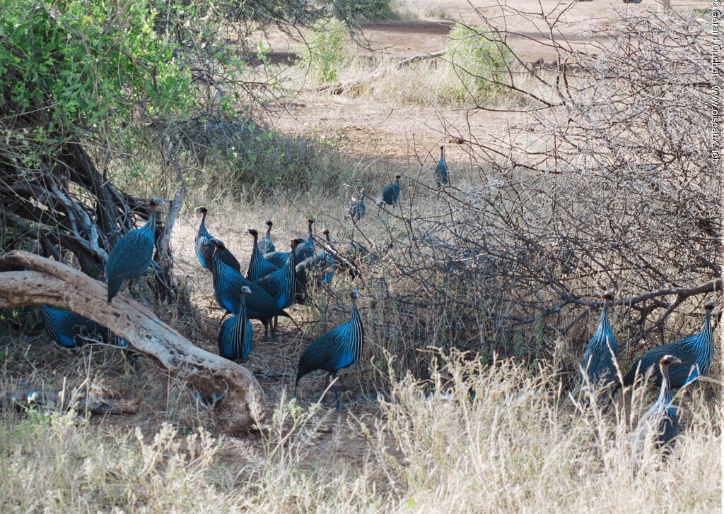 Vulturine Guineafowl