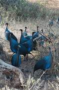 Vulturine Guineafowl