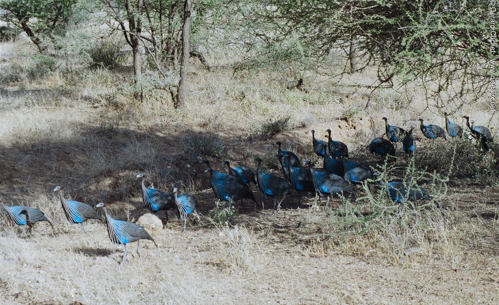 Vulturine Guineafowl