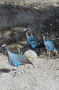 Vulturine Guineafowl