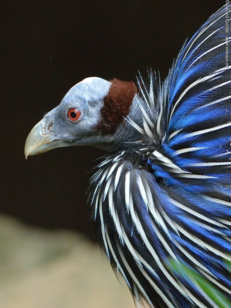 Vulturine Guineafowl