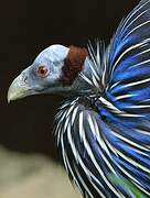 Vulturine Guineafowl