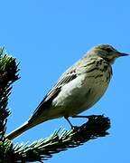 Pipit des arbres