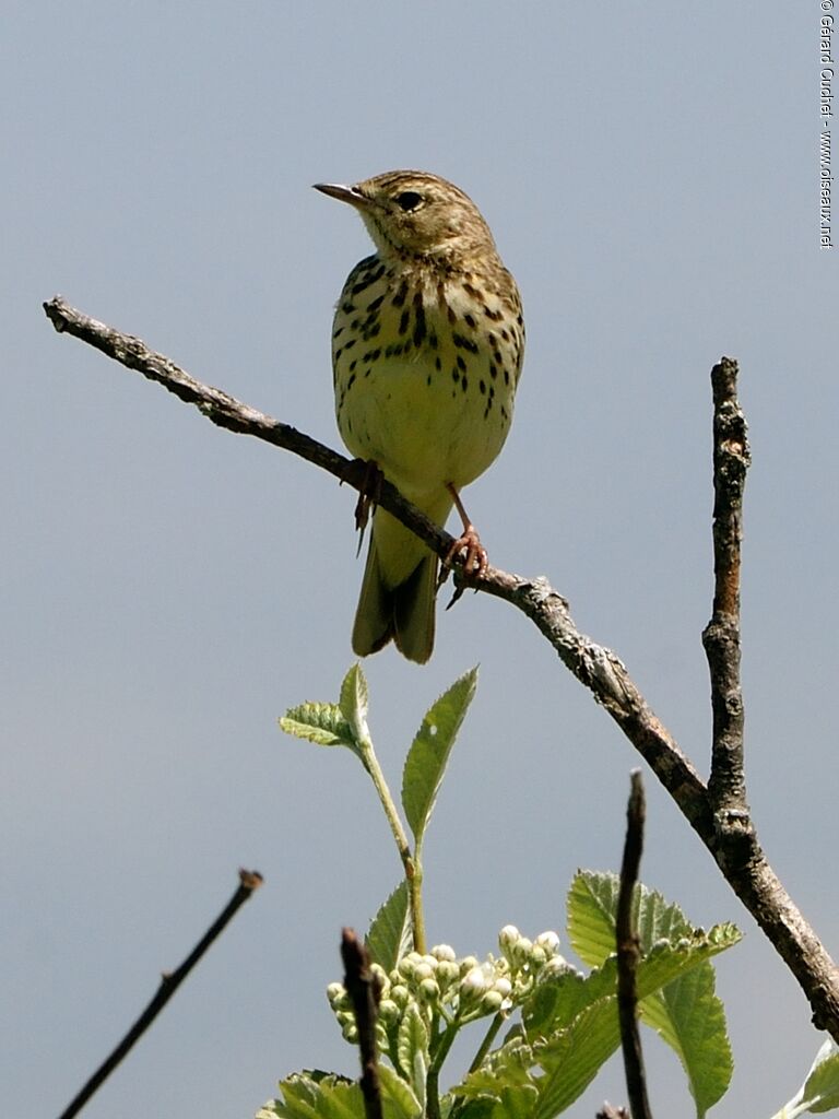 Pipit farlouse