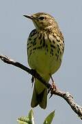 Meadow Pipit