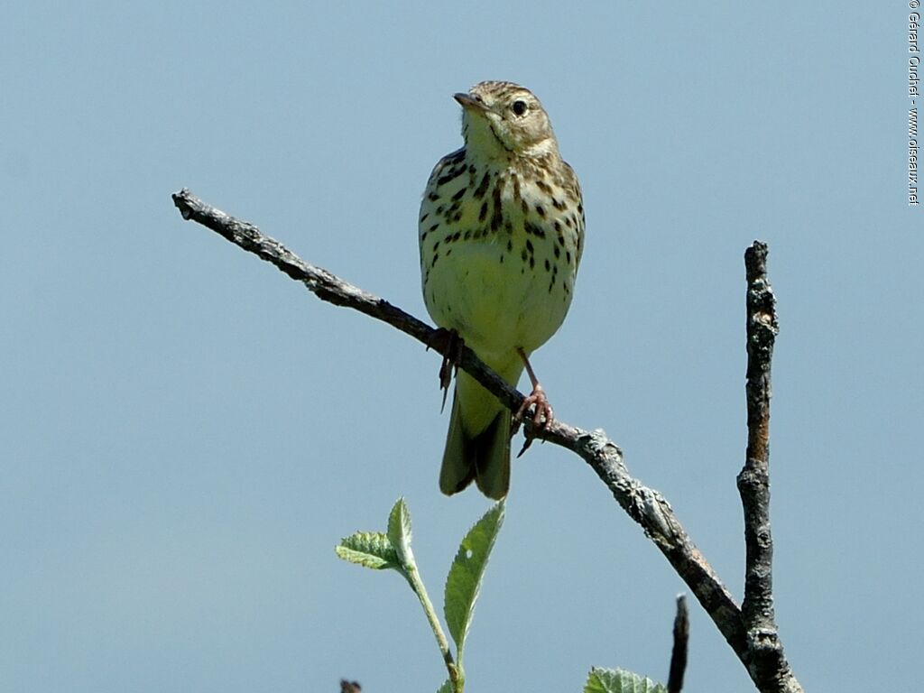 Pipit farlouse