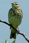 Pipit farlouse