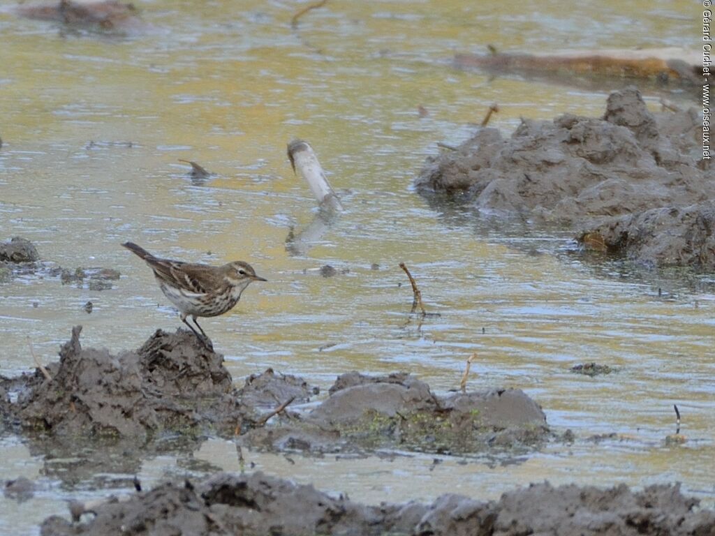 Water Pipit