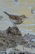 Water Pipit