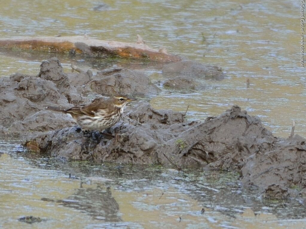 Water Pipit