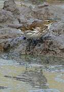 Water Pipit