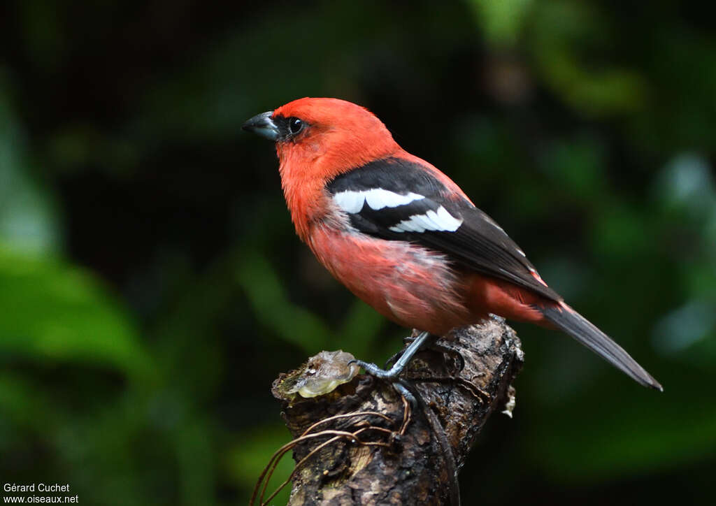 White-winged Tanager