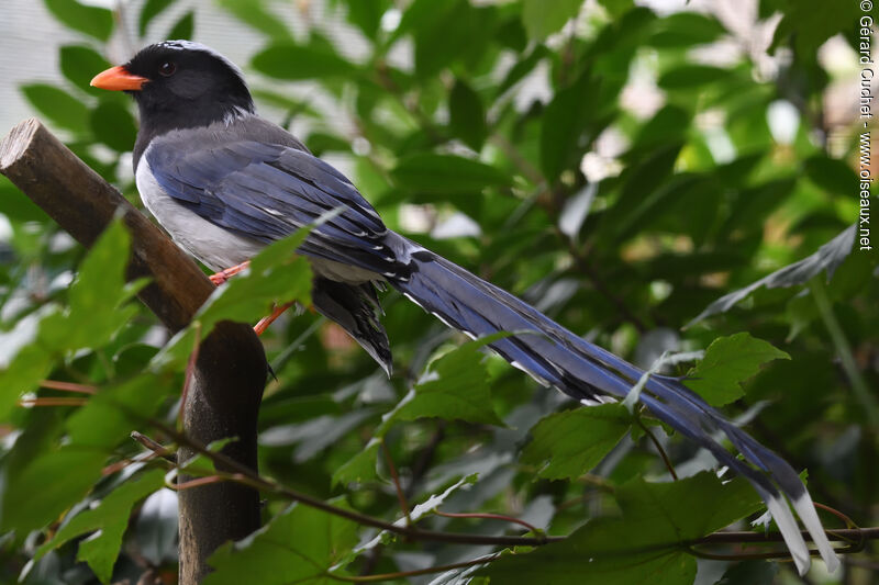 Red-billed Blue Magpie, identification