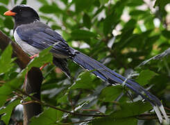 Red-billed Blue Magpie