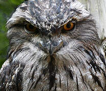 Tawny Frogmouth