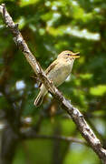 Willow Warbler