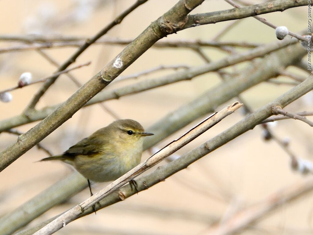 Common Chiffchaff