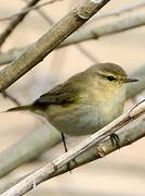 Common Chiffchaff