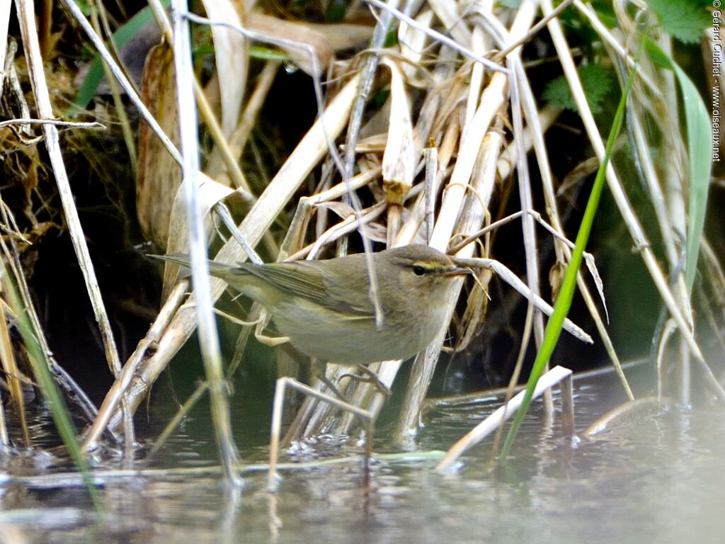 Common Chiffchaff