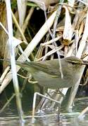 Common Chiffchaff