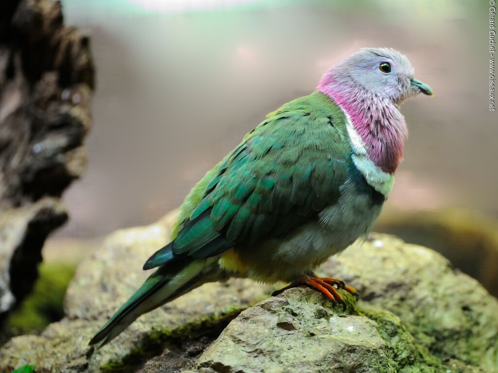 Pink-headed Fruit Dove