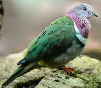 Pink-headed Fruit Dove