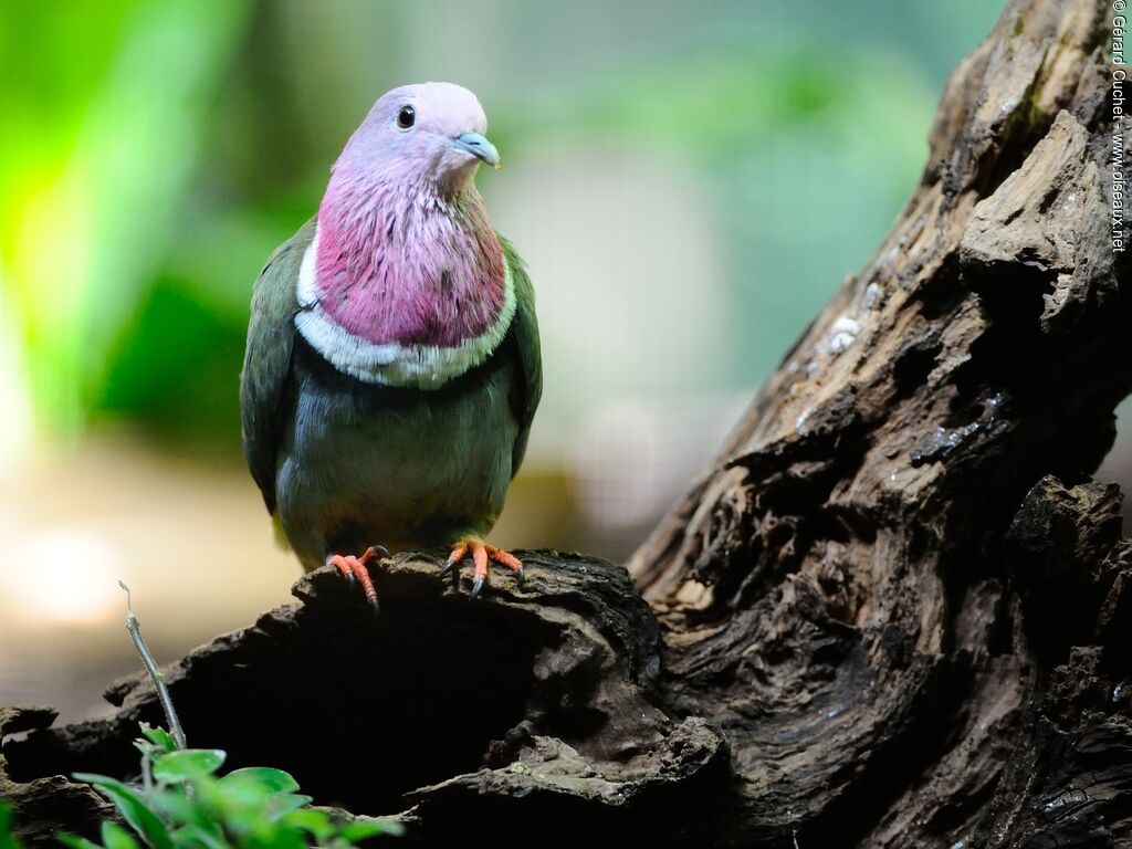 Pink-headed Fruit Dove