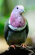 Pink-headed Fruit Dove