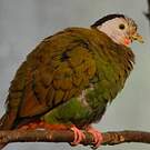 Ptilope turgris