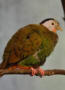 Black-naped Fruit Dove