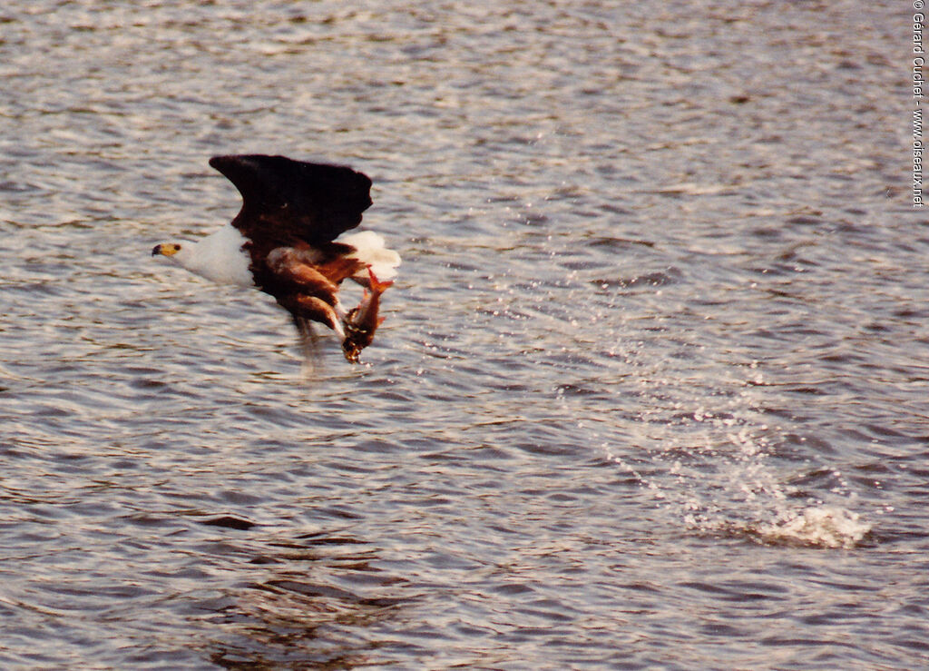 African Fish Eagle