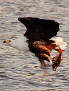 African Fish Eagle