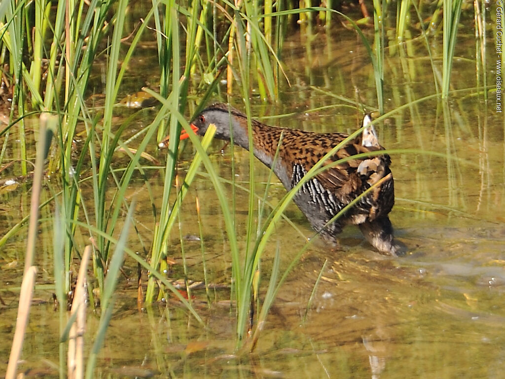 Water Rail