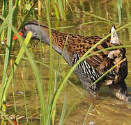 Water Rail