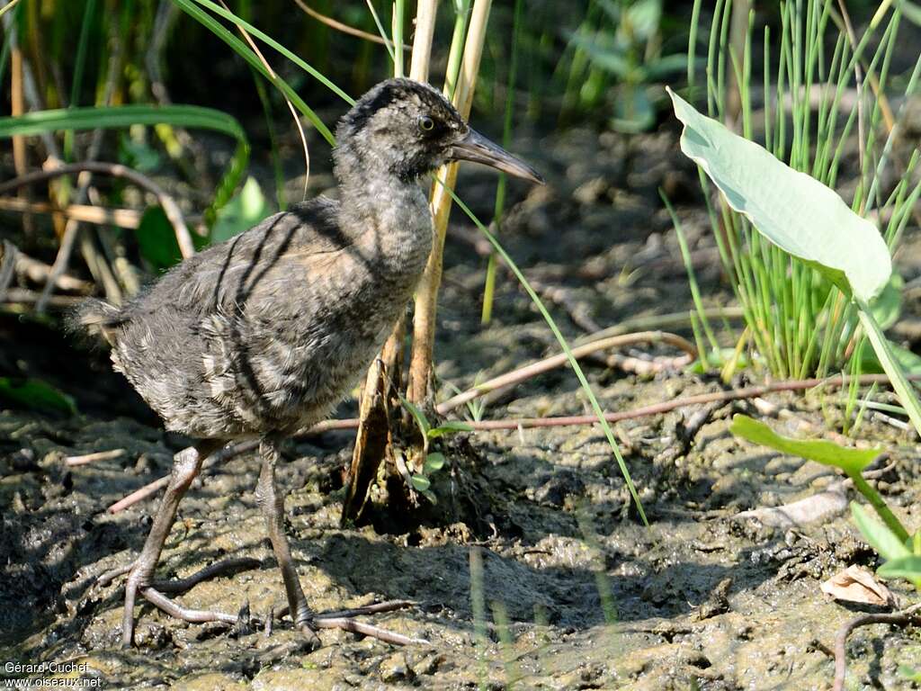 Râle d'eauPoussin, identification