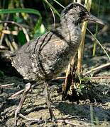 Water Rail