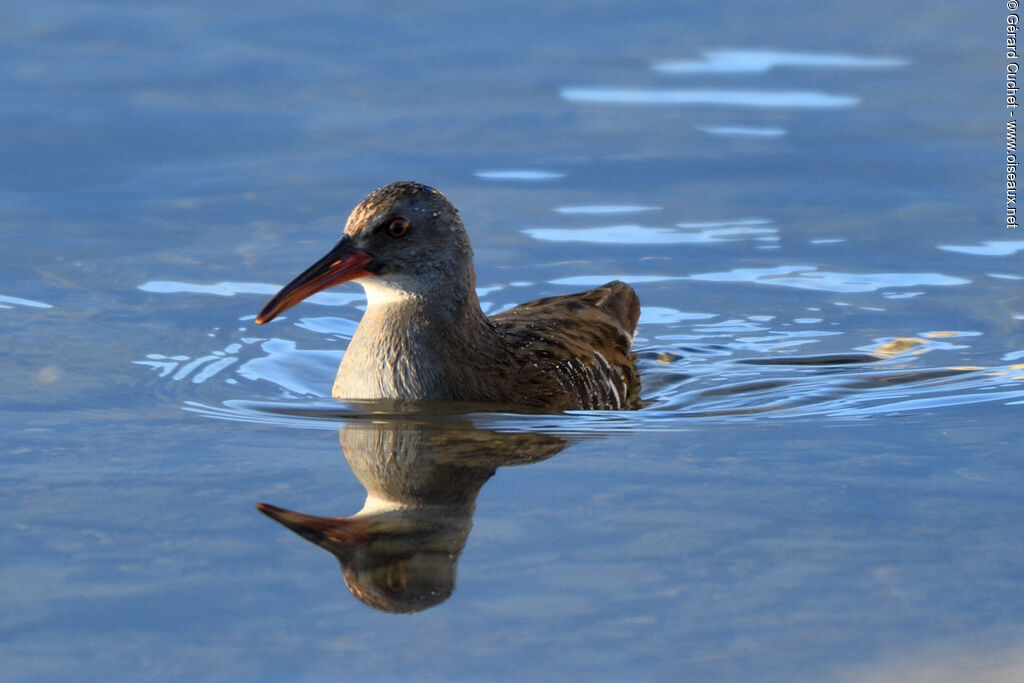 Water Rail, swimming