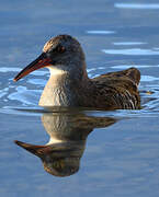 Water Rail