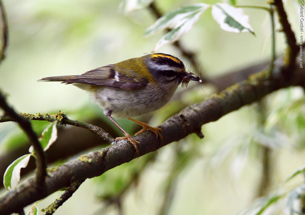 Common Firecrest, eats