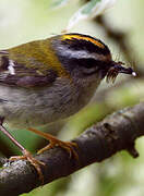 Common Firecrest